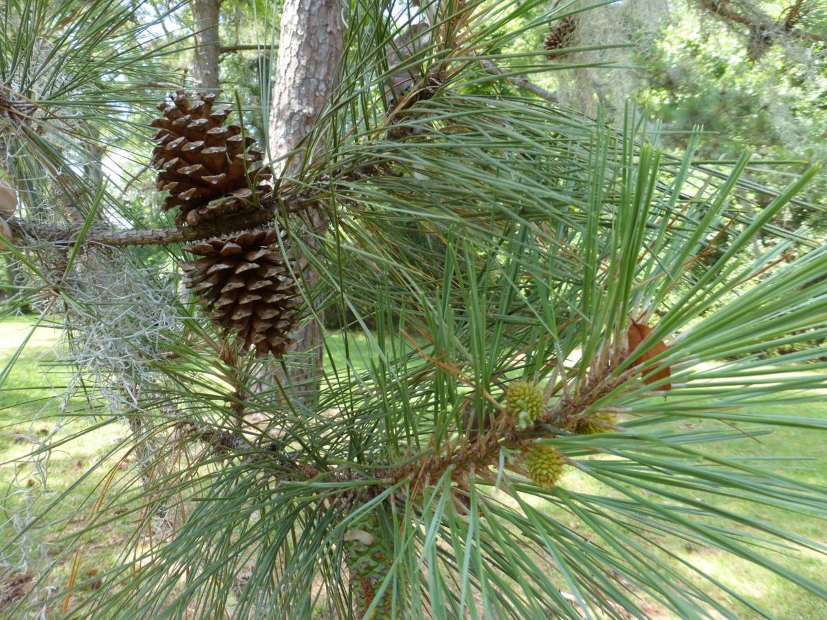Pine, Lob Lolly
