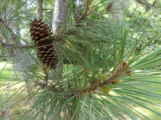 Pine, Lob Lolly