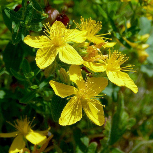St. Johns Wort