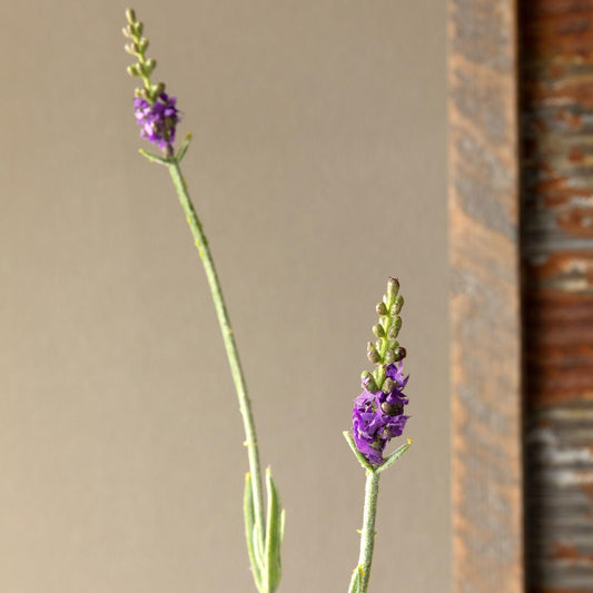 Lavender Stem