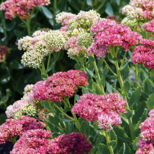 Sedum, Variety