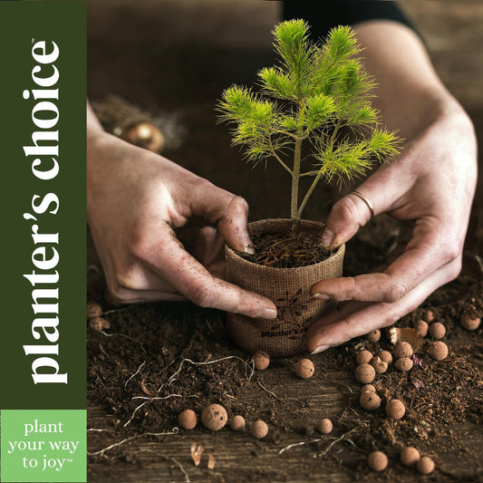 Growing Kit, Bonsai