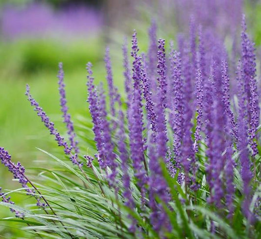Liriope, Big Blue