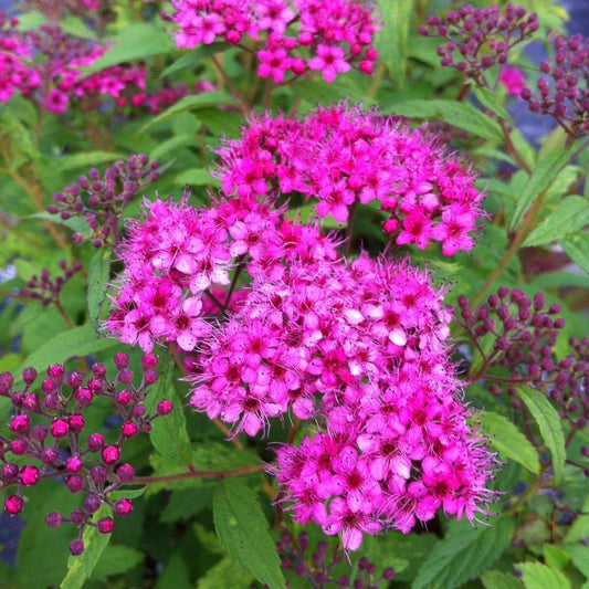 Spirea, Anthony Waters