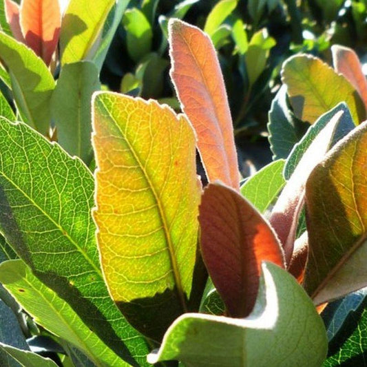 Loquat, Coppertone (Bush)