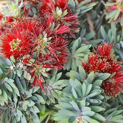 Bottlebrush, Little John (Dwarf)
