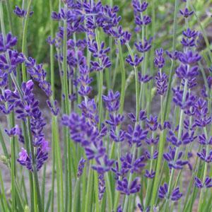 Herb, Lavender (Variety)