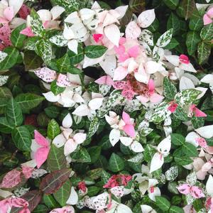 Jasmine colorful variety