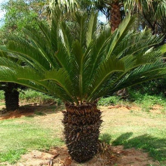 Palm, Sago