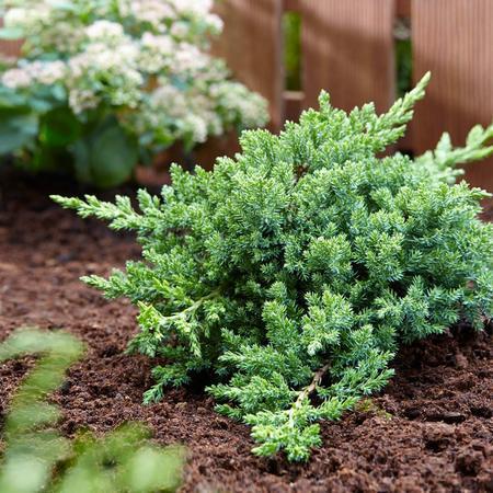 Juniper, Green Mound