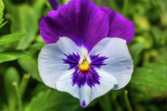 Viola, Variety