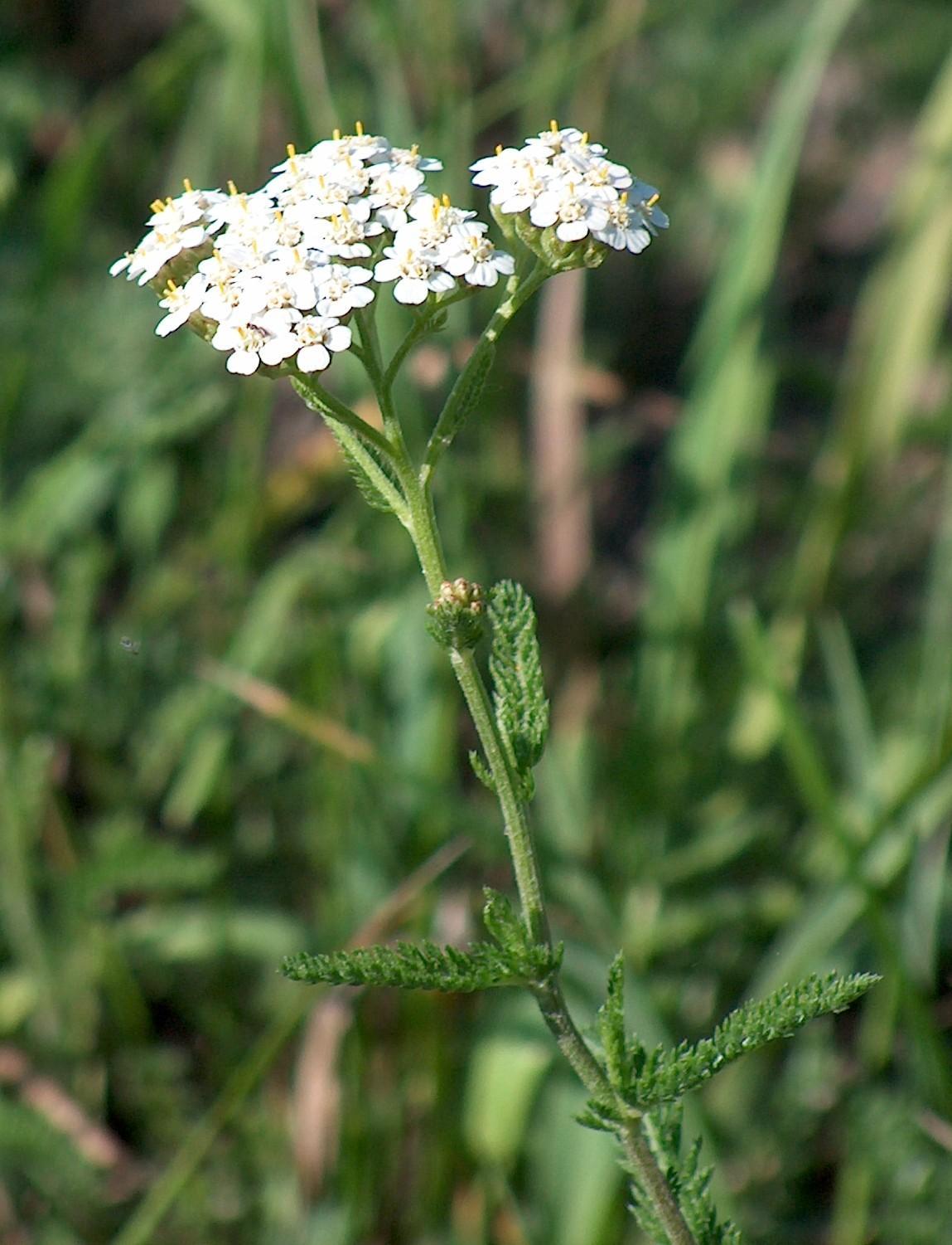 Achillea, Yarrow