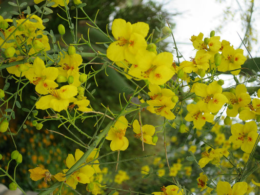 Palo Verde