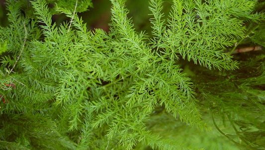 Fern, Asparagus