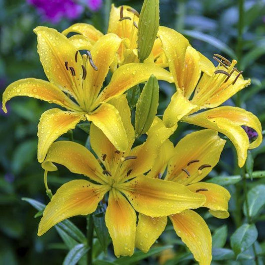 Lily, Hybrid