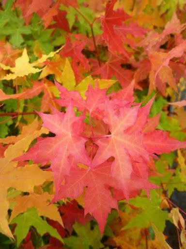 Maple, Shantung