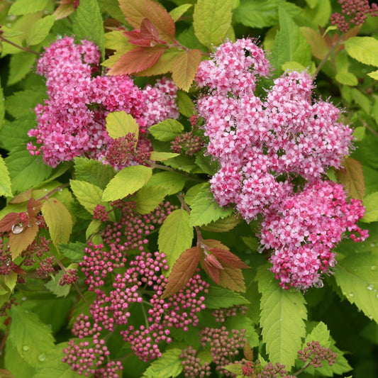 Spirea, Double Play Big Bang