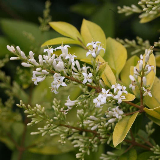 Ligustrum, Golden ticket
