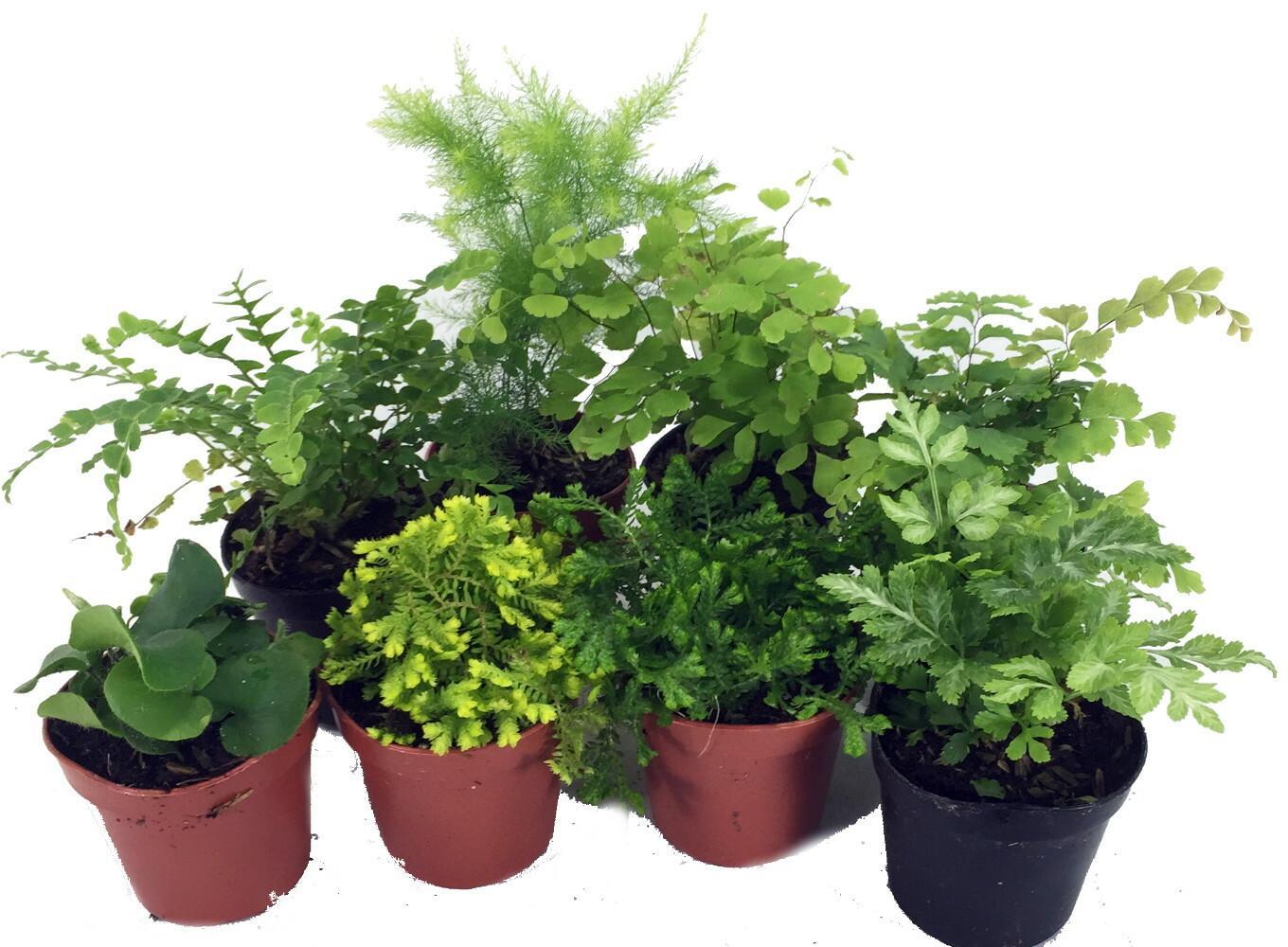 Ferns, Assorted