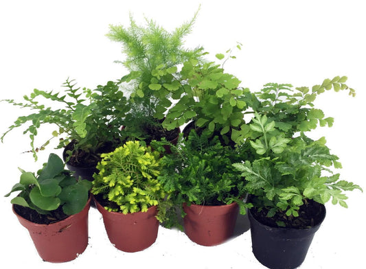 Ferns, Assorted