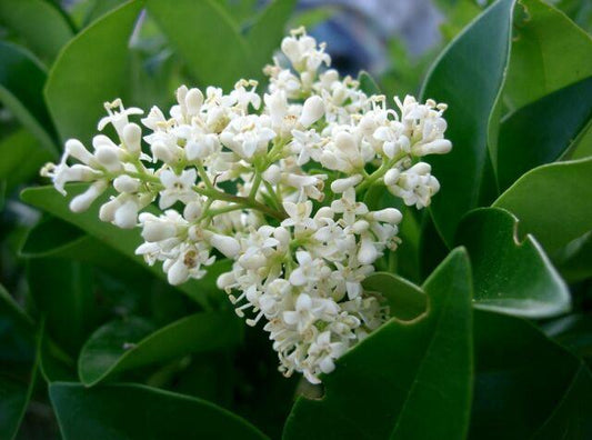 Ligustrum, Privet