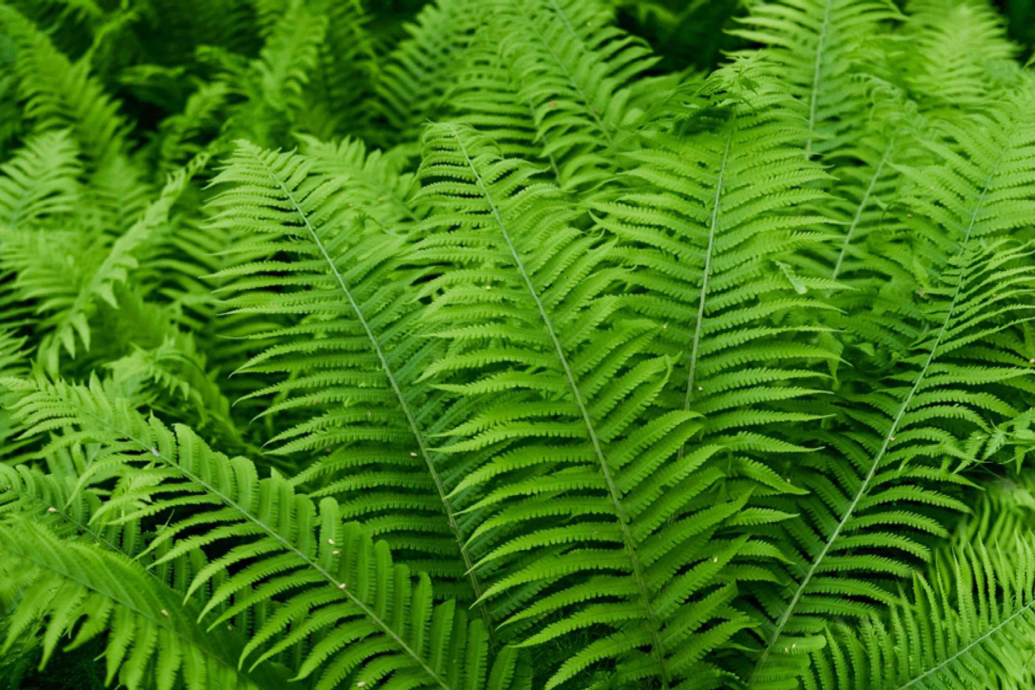 Fern, Beautiful Wood
