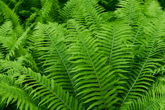 Fern, Beautiful Wood