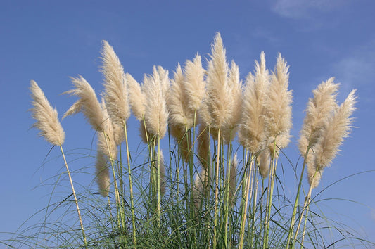 Grass, Pampas