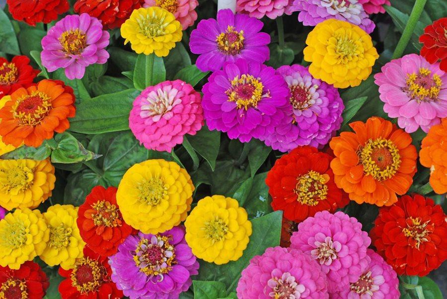 Zinnia, Variety