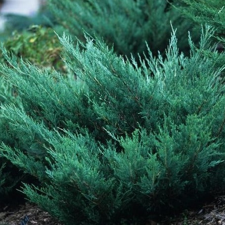 Juniper, Andorra