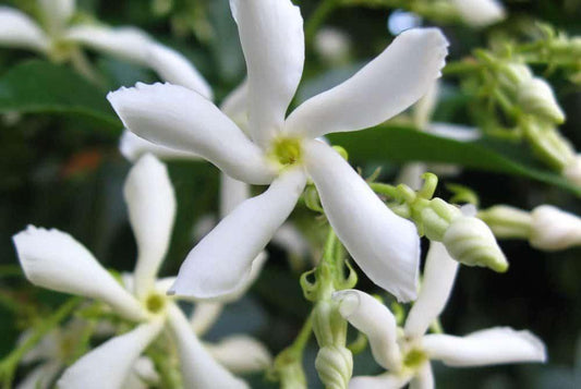 Jasmine, Confederate (Star)