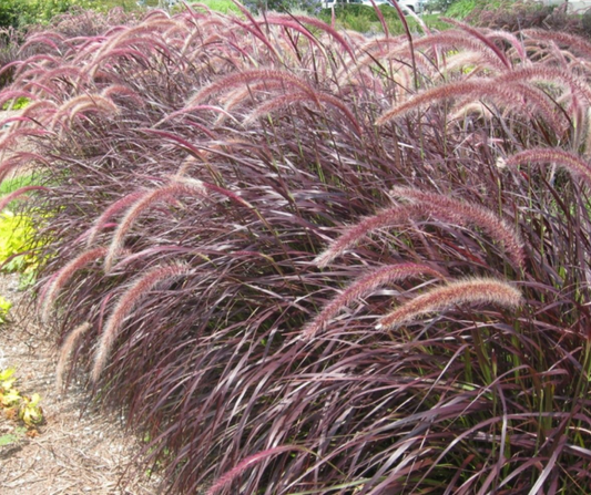 Grass, Fountain Red