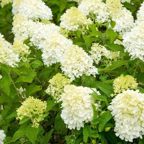 Hydrangea, Limelight