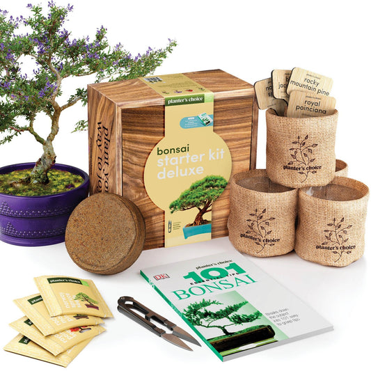 Growing Kit, Bonsai