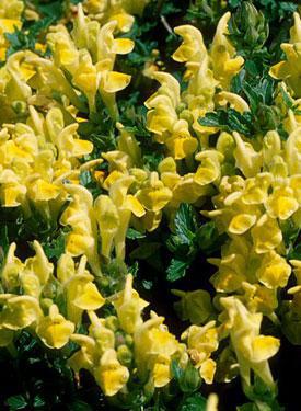 Skullcap